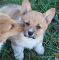 Pembroke Welsh Corgi